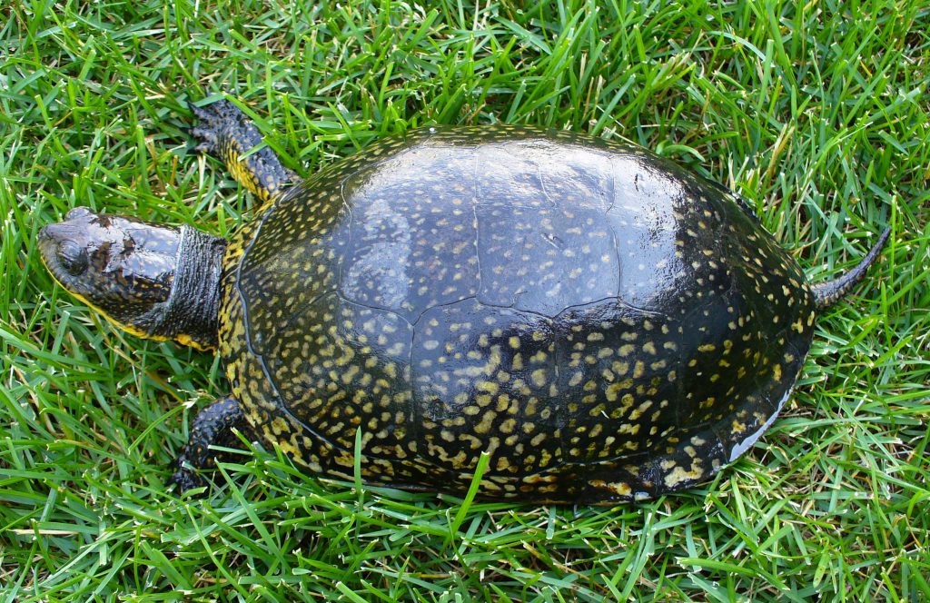 Adult Blandings Wisconsin Turtles