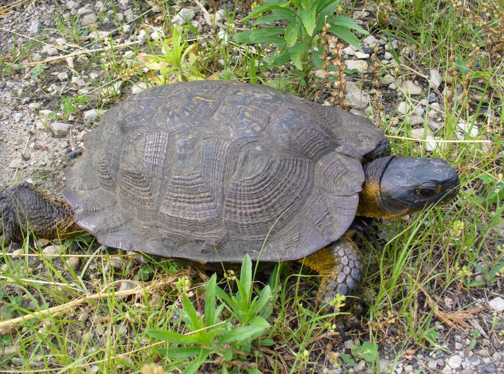 Female Wood Turtle Wisconsin Turtles