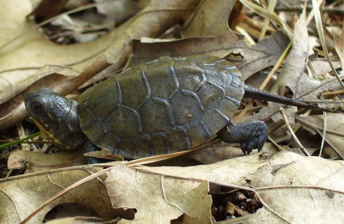 Wisconsin Turtles