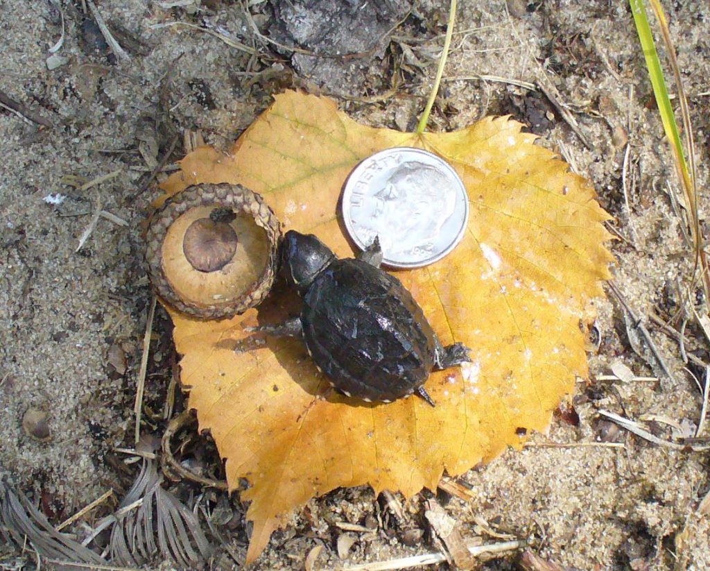 Hatchling Common Musk To Scale 2 Wisconsin Turtles