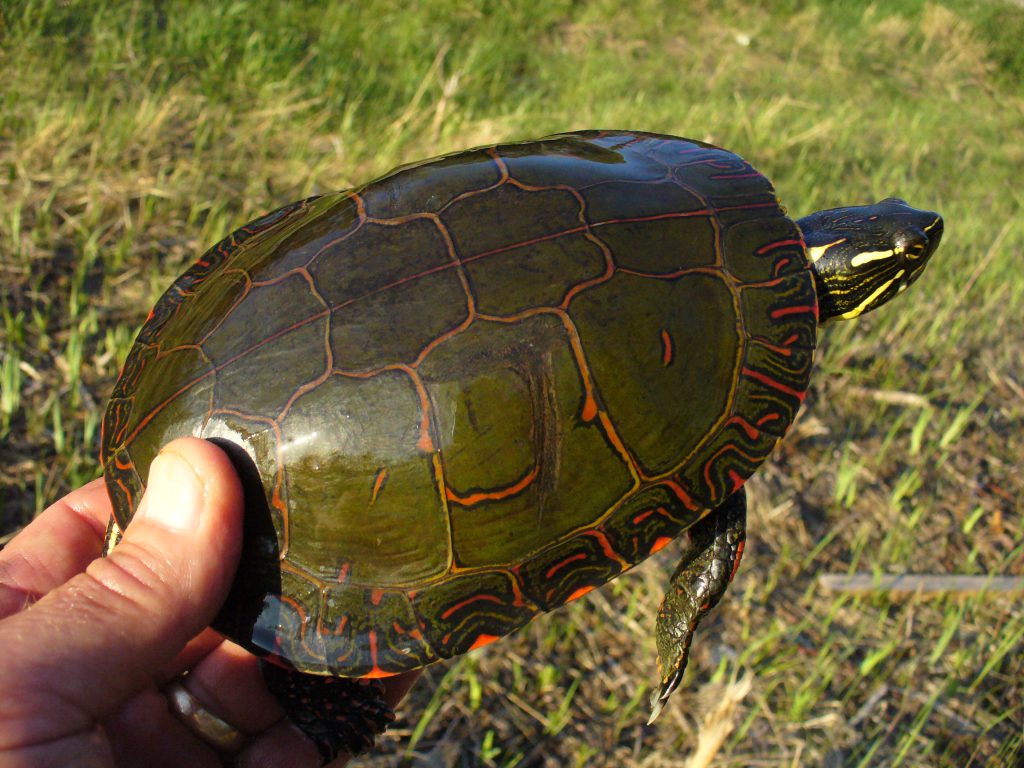 Painted Turtle 2 Wisconsin Turtles